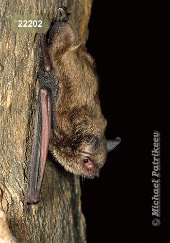 Cave Myotis (Myotis velifer)